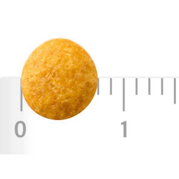 하림펫푸드밥이보약 강아지 기능성 사료, 면역, 항산화, 2kg, 1개 이미지 4