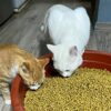 하림펫푸드밥이보약 고양이 기능성 사료, 스트레스완화, 안정, 집중력관리, 2kg, 1개 이미지 5