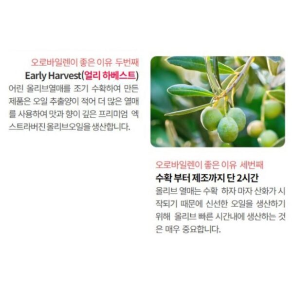 오로바일렌 피쿠알 엑스트라버진 올리브오일, 100ml, 3개 이미지 4