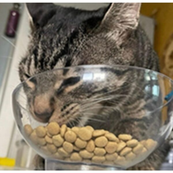 하림펫푸드밥이보약 고양이 기능성 사료, 시니어, 2kg, 1개 이미지 4